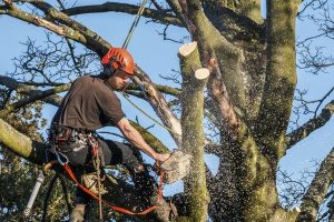 tree surgeon