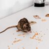 selective focus of small rat near peas and mousetr 2023 11 27 05 27 31 utc 1