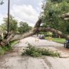 a damaged tree and car from hurricane 2026 01 06 09 26 53 utc (1)