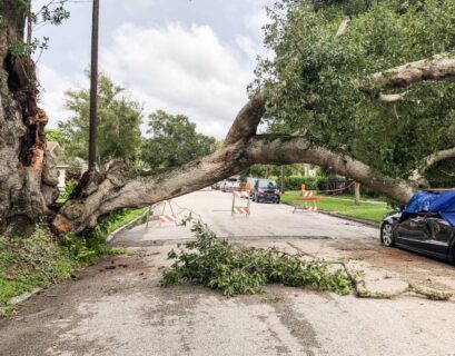 a damaged tree and car from hurricane 2026 01 06 09 26 53 utc (1)
