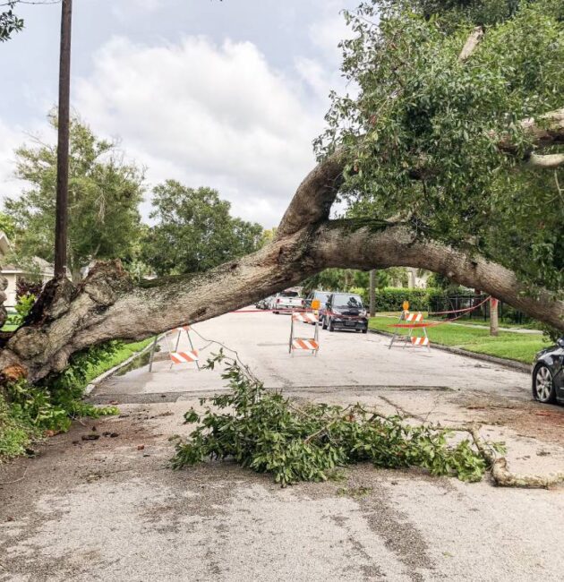 a damaged tree and car from hurricane 2026 01 06 09 26 53 utc (1)